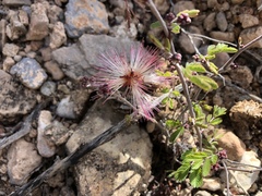 Calliandra eriophylla