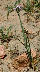 Allium anisopodium