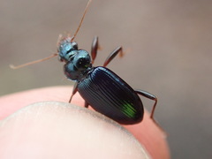 Leistus spinibarbis