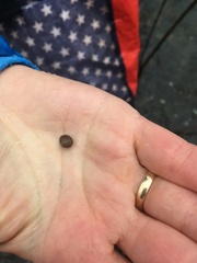 Sphaerium occidentale