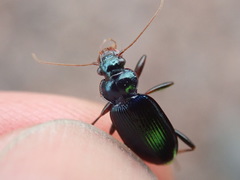 Leistus spinibarbis