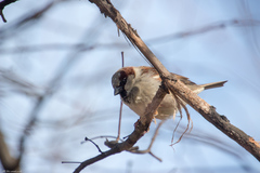 Passer domesticus