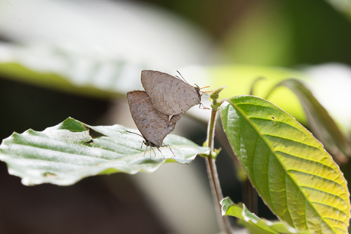 Round-banded Brownie