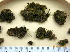 Scytinium intermedium