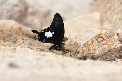 Papilio prexaspes