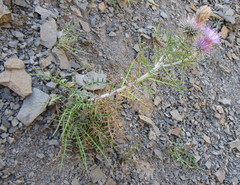 Ptilostemon echinocephalus