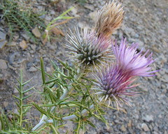 Ptilostemon echinocephalus