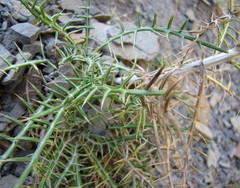 Ptilostemon echinocephalus