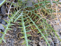 Ptilostemon echinocephalus