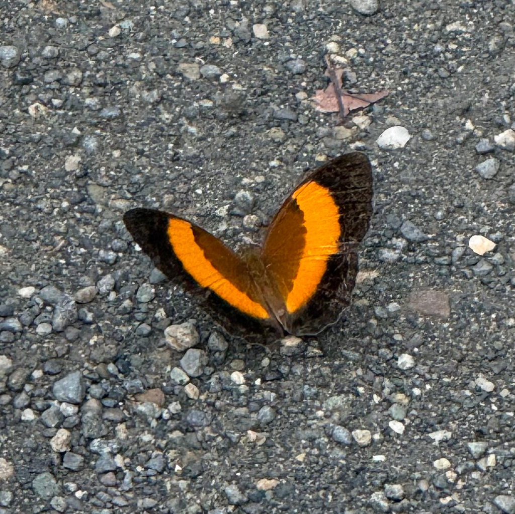 Bordered Rustic (Cupha prosope)