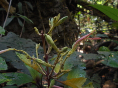 Dianthera appendiculata