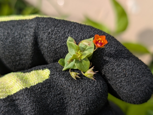 Lysimachia arvensis observed 2026-04-23