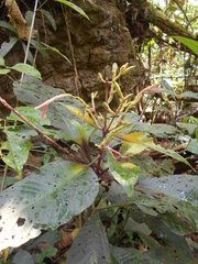 Dianthera appendiculata