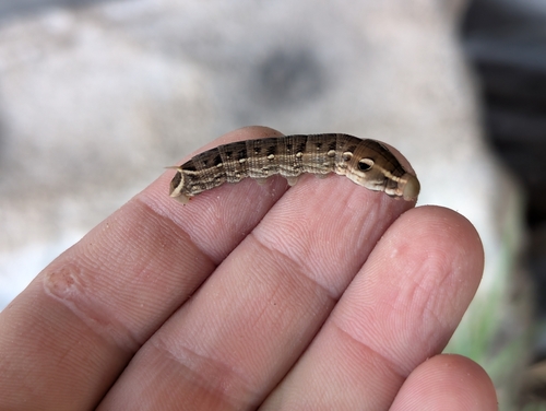 Swinhoe's Striated Hawkmoth photo 5