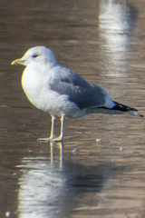 Larus canus