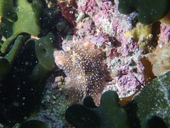 Thysanozoon brocchii