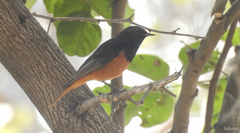 Phoenicurus ochruros