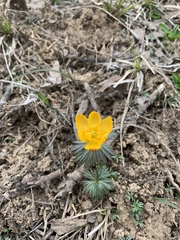 Eranthis longistipitata