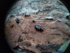 Nalassus dermestoides