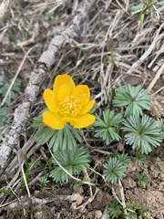 Eranthis longistipitata