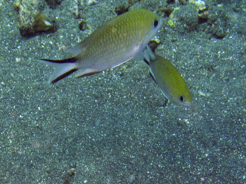 Philippines chromis (Chromis scotochiloptera) — Pomacentridae — 3