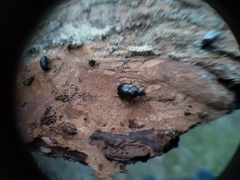 Nalassus dermestoides