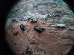 Nalassus dermestoides