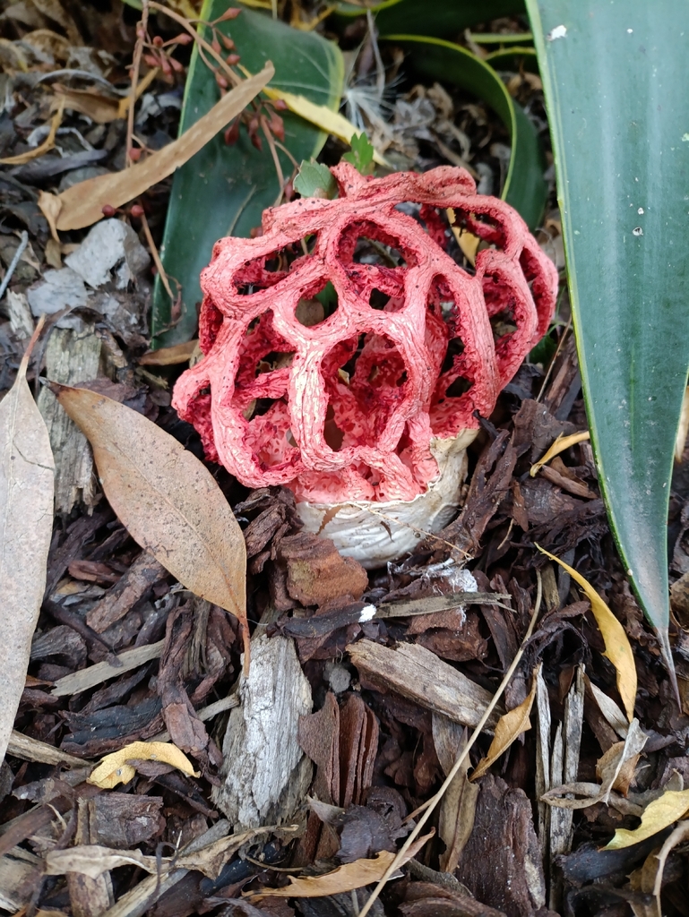 Clathrus ruber · April 2026 · photo: © niko_ioannidis (iNaturalist, cc-by)