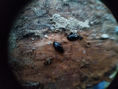 Nalassus dermestoides