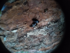 Nalassus dermestoides