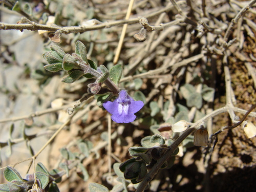 Scutellaria potosina, photograph 5