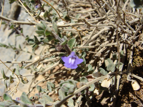 Scutellaria potosina, photograph 6