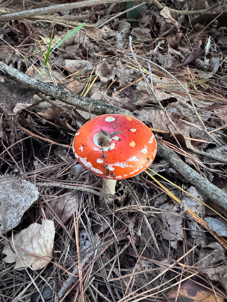 Amanita muscaria · April 2026 · photo: © pampasorro (iNaturalist, cc-by)