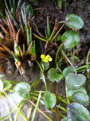 Halerpestes uniflora