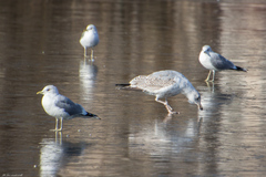 Larus argentatus