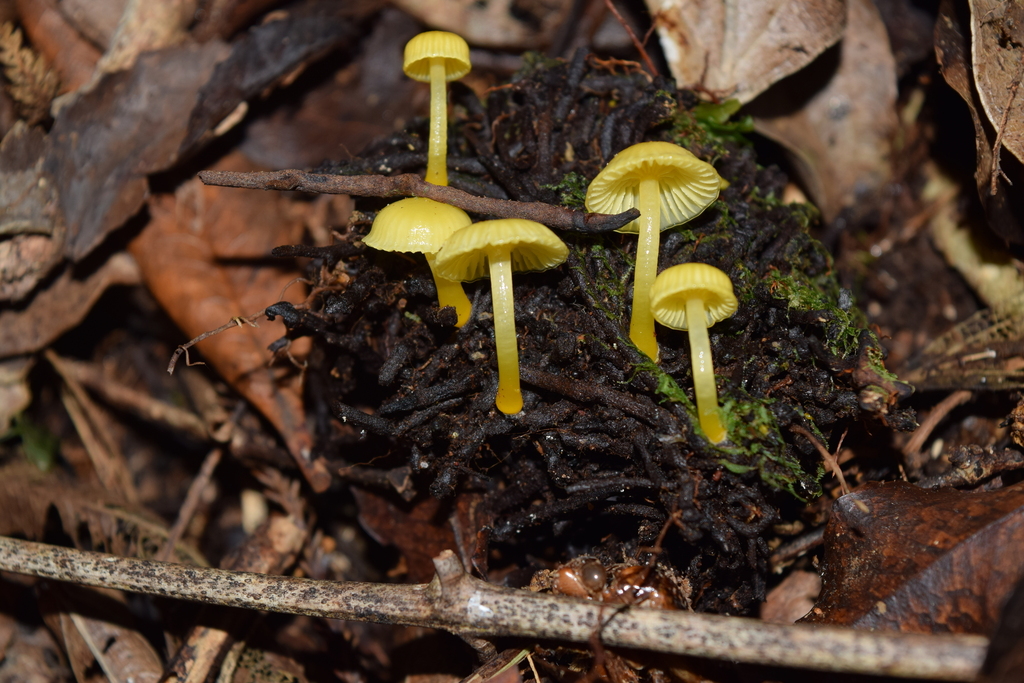 Gloioxanthomyces chromolimoneus · April 2026 · photo: © davidwhyte (iNaturalist, cc-by-sa)
