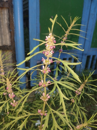 Chinese motherwort
