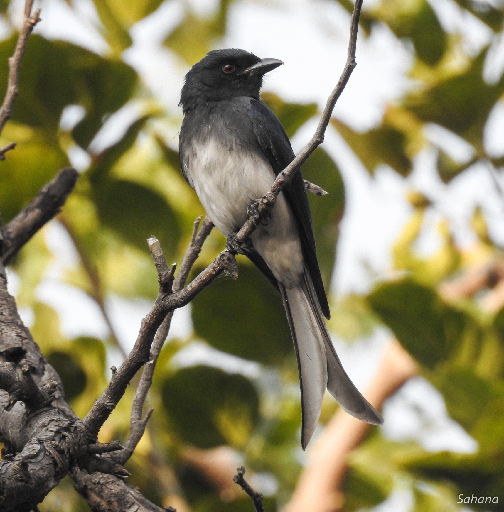 White-bellied Drongo