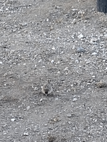 Sociable Weaver (Philetairus socius), photo 3