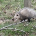 Eastern Virginia Opossum - Photo (c) Kaden Slone, some rights reserved (CC BY), uploaded by Kaden Slone