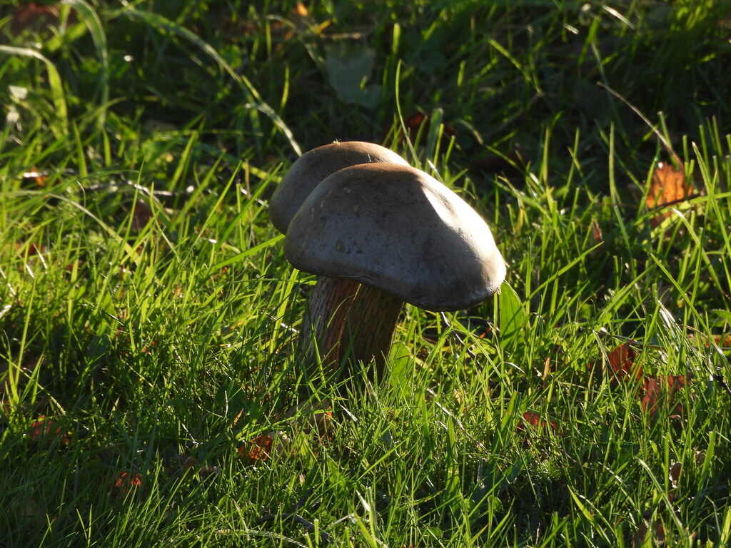 Leccinum scabrum · April 2026 · photo: © pampasorro (iNaturalist, cc-by)