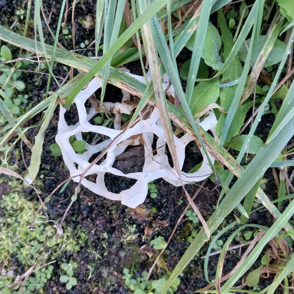Ileodictyon cibarium · April 2026 · photo: © kiwialli (iNaturalist, cc-by)