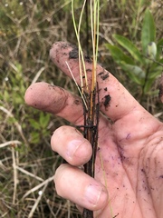 Rhynchospora marliniana