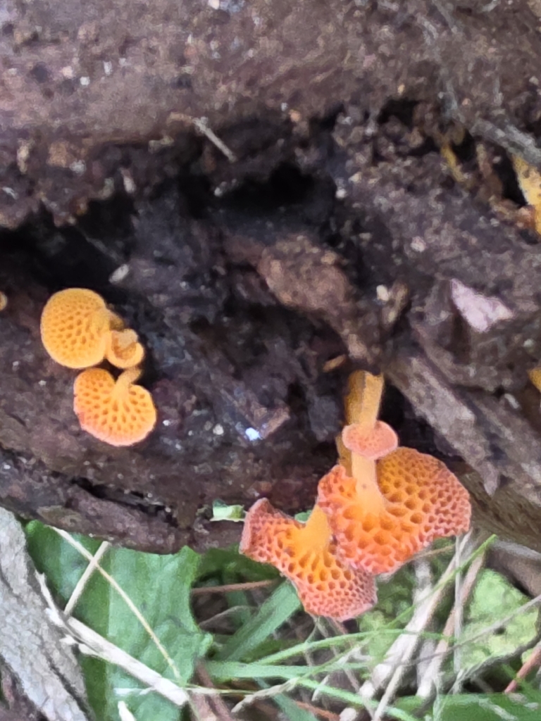 Favolaschia claudopus · April 2026 · photo: © ianrainbow (iNaturalist, cc-by)