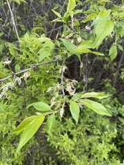 Prunus rivularis