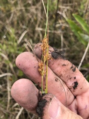 Rhynchospora marliniana