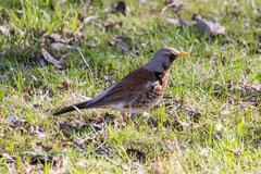 Turdus pilaris