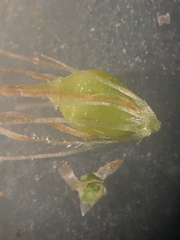 Rhynchospora marliniana