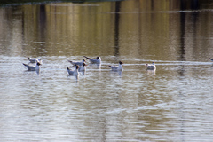 Chroicocephalus ridibundus