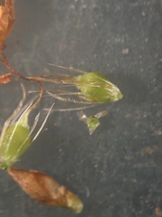 Rhynchospora marliniana